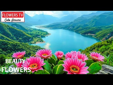 4K Blooming Flowers Help Calm Your Mind -Relaxing Piano Music with Bird Sounds for Sleep, Meditation