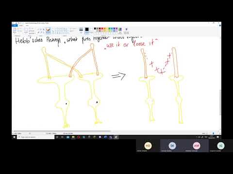 Physiologie: ZNS – Hebb'sches Prinzip, LTP