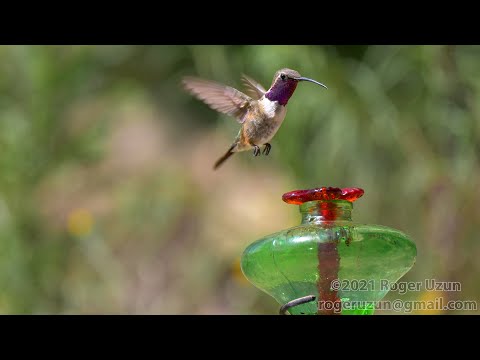 HDObservations : Lucifer Hummingbird (4K UHD)
