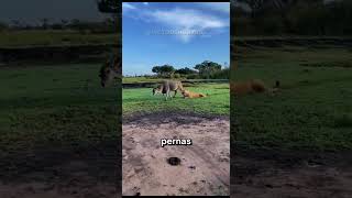 Quando a natureza não perdoa erros #curiosidades #bichos #animais