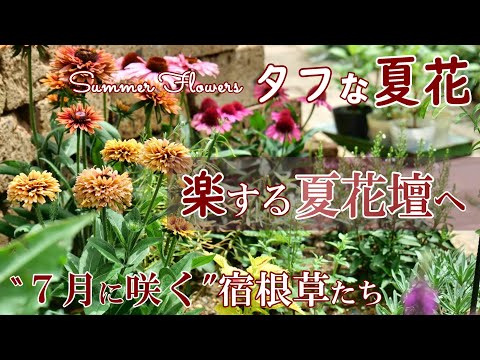 composition-jardinière-été-rebord-fenêtre-plantes-vivaces