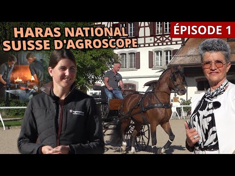 🐴 Haras national suisse d’Agroscope (1/3): préservation du Franches-Montagnes, forge et attelage