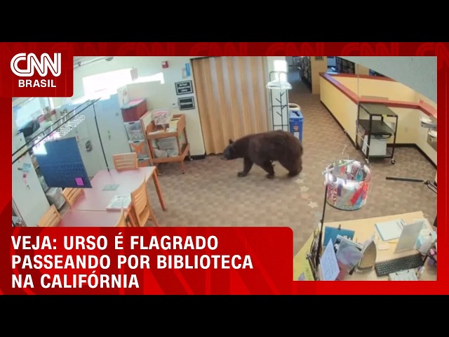 Vídeo: Urso é flagrado passeando por biblioteca na Califórnia | CNN NOVO DIA
