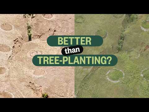 How we're restoring ancient forest WITHOUT planting trees in Madagascar