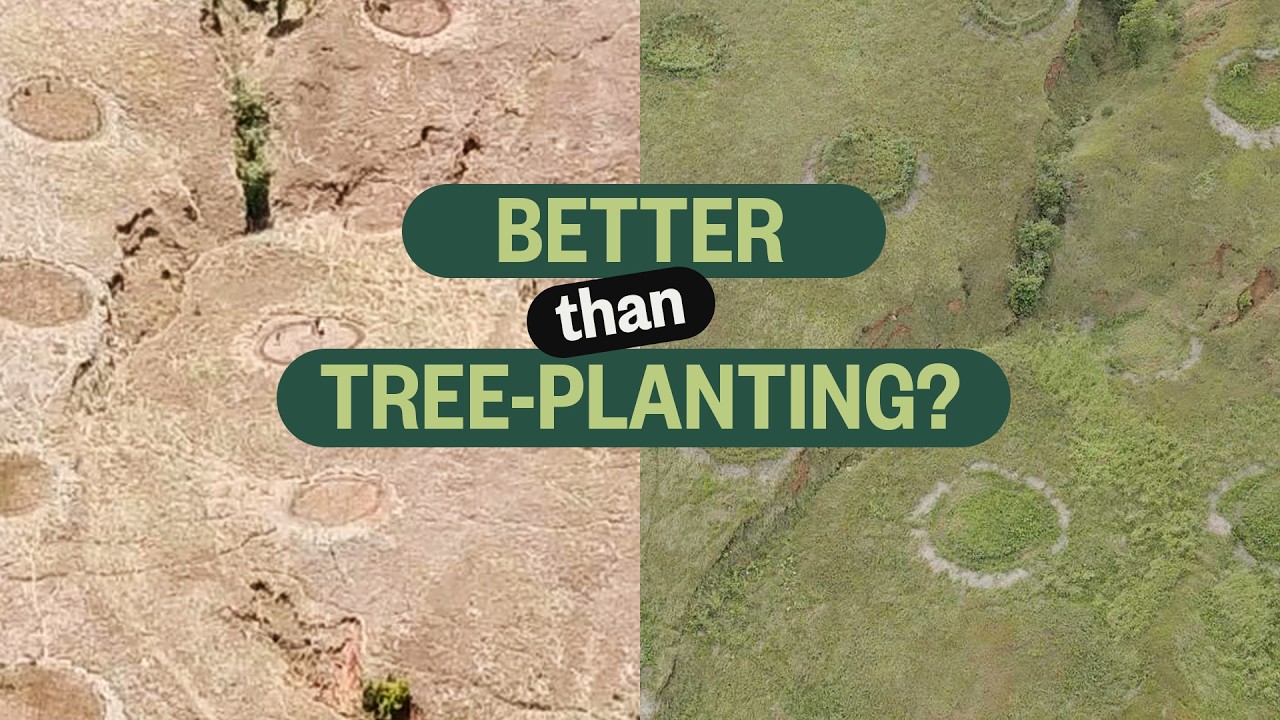 How we're restoring ancient forest WITHOUT planting trees in Madagascar