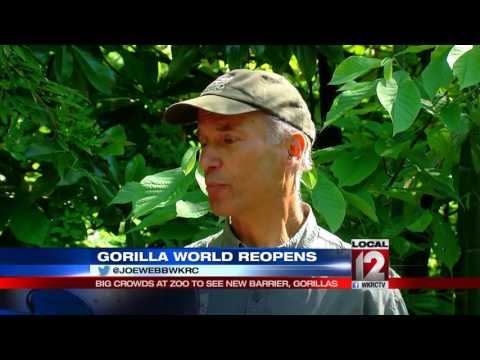 Gorilla World reopens at the Cincinnati Zoo with new barrier