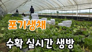 포기생채 수확 라이브 스트리밍 중