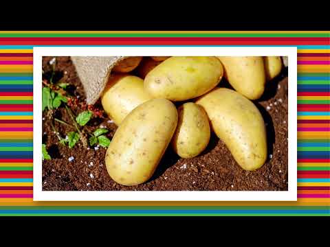 Mollesnejta und die Nachhaltigkeitsziele 8, 12, 13, 15 und 16