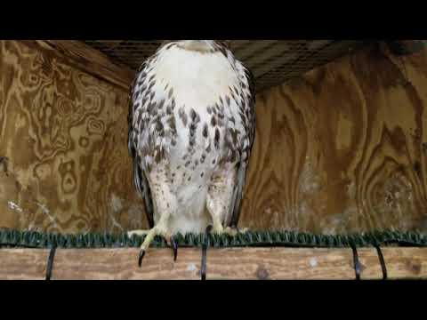 Red Tailed hawk in the big boy chamber. 111017