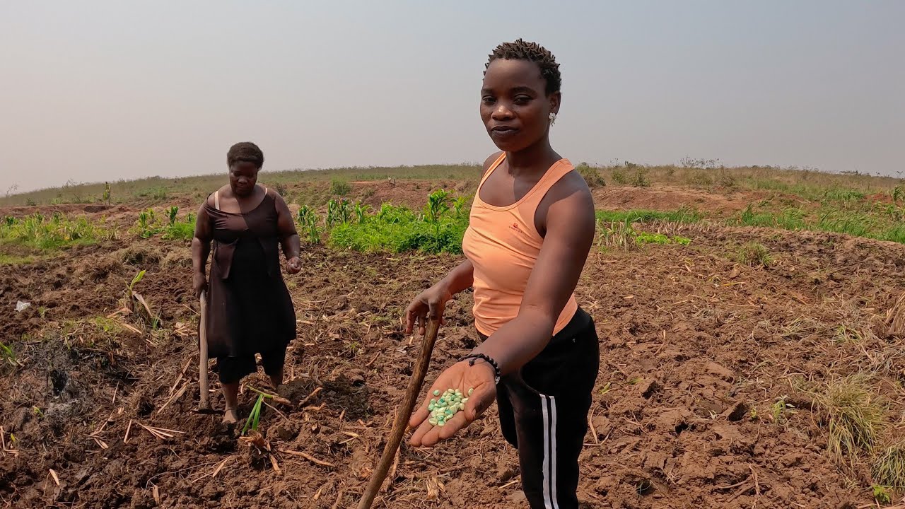 Plantando Cana-de-açúcar e Milho na Minha Roça