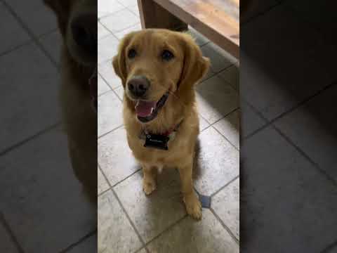 Zuni teaching  you how to high five #zuni #dog #teacher  #highfive