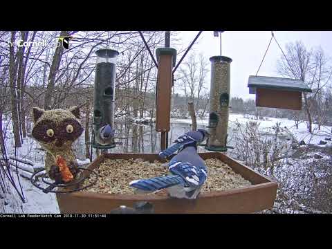 Blue Jays Trade Face Time at Cornell Feeders – Nov. 30, 2018