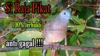 Download lagu Perkutut lokal si Raja pikat 100% terbukti anti gagal mp3