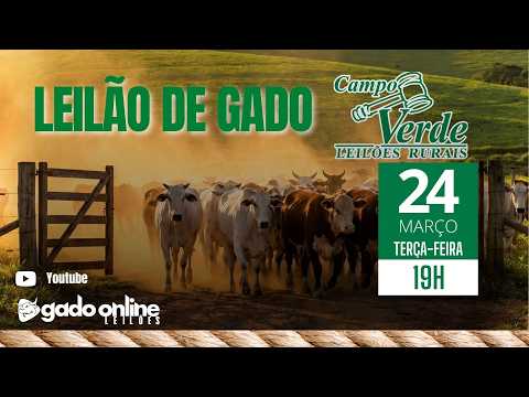 🌟LEILÃO DE GADO CAMPO VERDE LEILÕES -  IGARATINGA/MG🎥