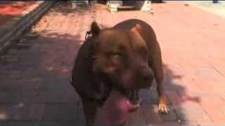 Best Dog Training in Los Angeles CA - Karma Dog Training Los Angeles video Best Dog Training in Los Angeles CA - Karma Dog Training Los Angeles video