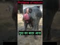 Prolapse Of Rectum L Anal Prolapse L Dr Umar Khan