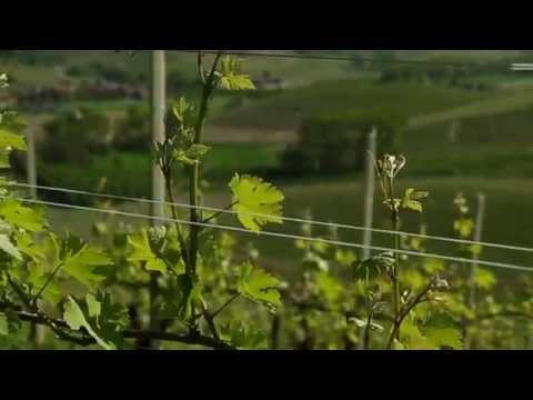 נעמה  עופרה חזה