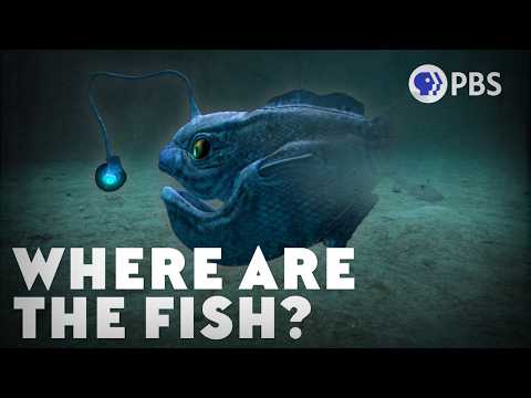 The Mystery of the Missing Deep-Sea Fish