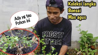 Download lagu KOLEKSI BONSAI LANGKA MAS AGUS mp3 Download lagu KOLEKSI BONSAI LANGKA MAS AGUS mp3