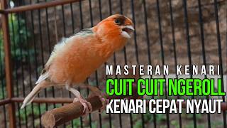 Download lagu Terapi Ampuh! Pulihkan Suara Kenari Langsung Gacor Pancingan Kenari Ngerol Panjang Paling Dicari!! mp3 Download lagu Terapi Ampuh! Pulihkan Suara Kenari Langsung Gacor Pancingan Kenari Ngerol Panjang Paling Dicari!! mp3