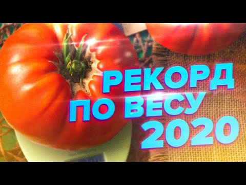 ХИТ 2020. ОГРОМНЫЙ. САХАРНЫЙ. ВКУСНЫЙ ПОМИДОР. РЕКОРД ПО ВЕСУ ( 0 + )