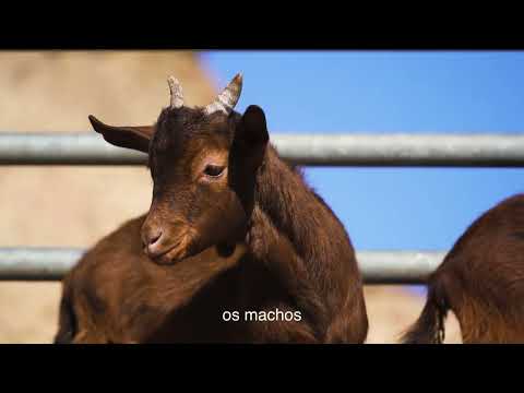 Charnequeira Breed - Association of Agricultural Producers (OVIBEIRA) | C.C. Goat Farming