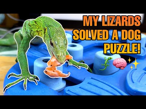 COULD REPTILES BE SMARTER THAN DOGS?! GREEN TREE MONITOR LIZARD ENRICHMENT (Varanus prasinus)