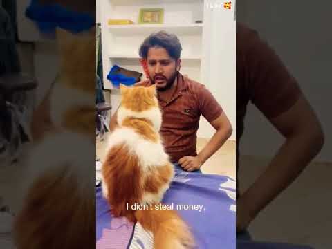 Billy G #cat #comedy #funny #catlover #funnycats #catcomedy #billicomedy #billug