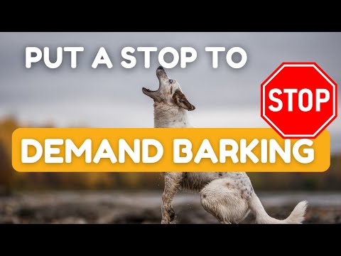 How To Stop Your Dog From Demand Barking