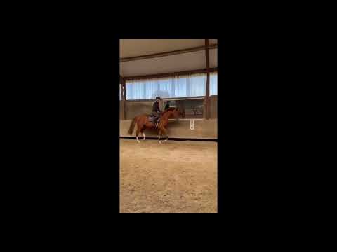 Arius Claudius flatwork and jumps