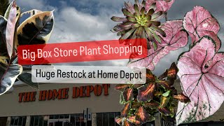 Big Box Store Plant Shopping Home Depot Plant Restock for Indoor Houseplants and Outdoor Gardening