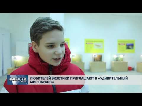 Новости Псков 19.12.2019 / Любителей экзотики приглашают в «Удивительный мир пауков»