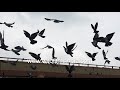 Flight Of Pigeons In Slow Motion