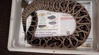 94KX Drew & Ali Clyde Peeling's Reptiland - Eastern Diamondback Rattlesnake
