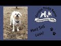 Video thumbnail 25 — Eddie - An SOS dog
