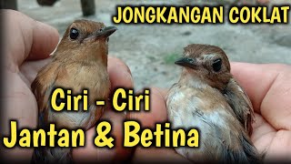 Download lagu Ciri-ciri burung jongkangan coklat jantan dan betina mp3