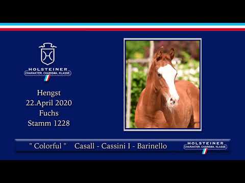Holsteiner Elite-Fohlenauktion | Nr. 26 v. Casall - Cassini I