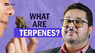 Cannabis Terpenes Explained: Aromas, Effects, and Benefits