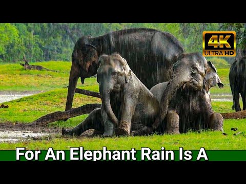 For An Elephant Rain Is A Celebratory Moment Elephant News एक हाथी के लिए बारिश एक उत्सव का क्षण है