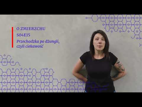 S04E15 Przechadzka po dżungli, czyli ciekawość - O Zmierzchu