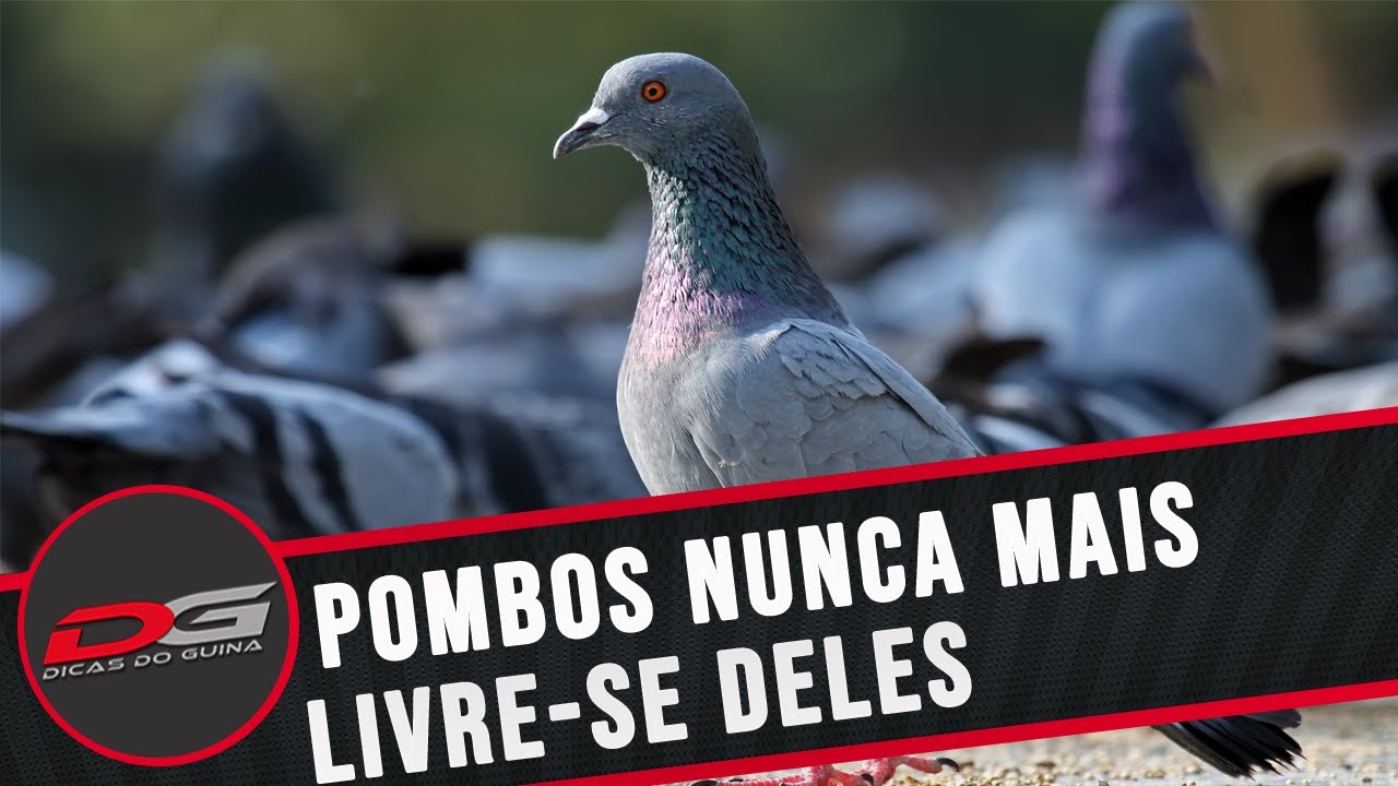 Veneno Para Matar Pombos Caseiro