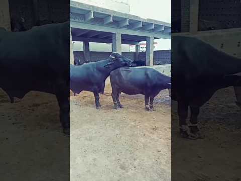 #shorts #buffalomilking #buffalo #youtubeshorts #viralstock #dairystock #bestdairyfarm #ytshortviral