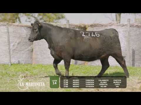 LOTE 14