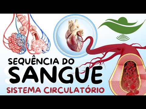 Sistema Circulatório - Sequência do Sangue no corpo Humano