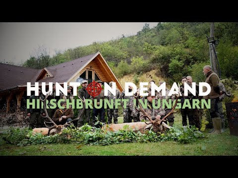 Gigantic deer rut 🦌🇭🇺 in Hungary with @schwarzwaldhunters