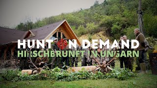 Gigantische Hirschbrunft 🦌🇭🇺 in Ungarn mit @schwarzwaldhunters