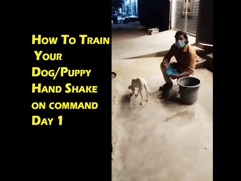 How To Teach Your Dog Shake Hand? | Day 1 Facing Common Problems  While Training Your Dog Or Puppy.