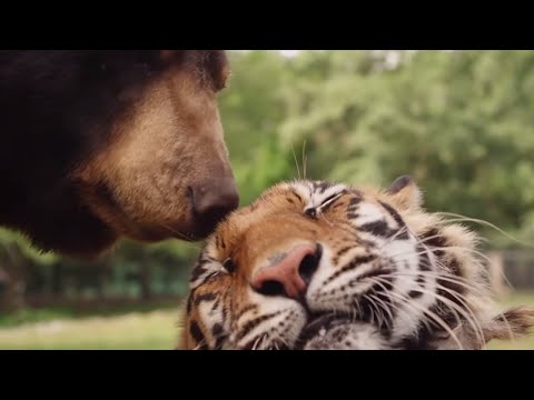 Are Animals Capable Of Feeling Complex Emotions? | Animal Odd Couples | Animal Adventures