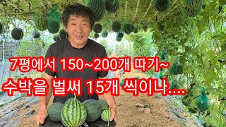 애플수박을 벌써 15개 씩이나...7평에서 수박 최대 200개 따기 목표~ 솔림농원 텃밭,주말농장,전원일기,…