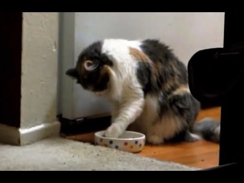 Cats Eating With Their Paws